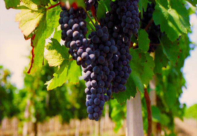 Fort Worth wine tours